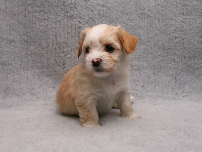 Bichon Havanais hvalp fra Kennel Miki Nanoq